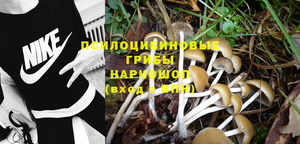 прущие грибы Арсеньев